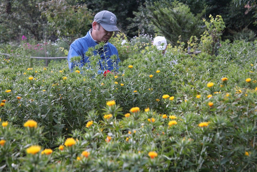 草木染工房瓶屋の自然と共に生きる取り組み