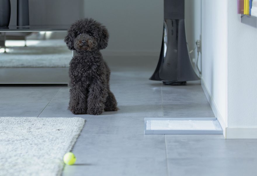 犬用トイレ