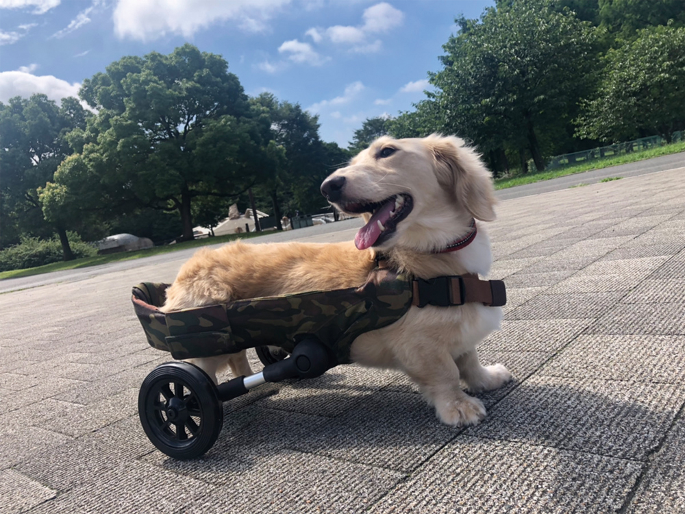 犬用車いす